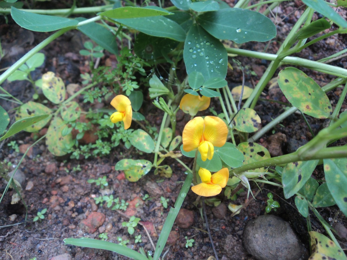 Arachis hypogaea L.